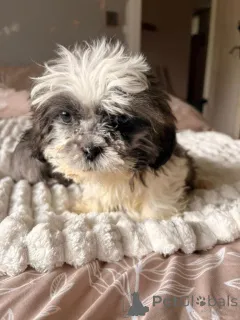 Дополнительные фото: Lernen Sie unsere liebenswerten Shih-Tzu-Welpen kennen, die ein Zuhause suchen!