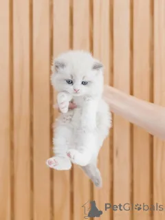 Фото №2 к объявлению №156474 о продаже рэгдолл - купить в Финляндии заводчик