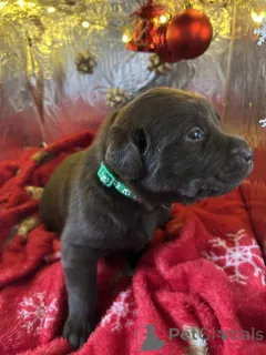 Фото №1. лабрадудль - купить в Белейл за 55660₽. Объявление №157687