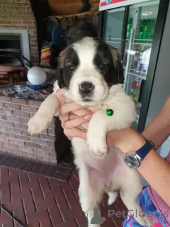 Фото №1. сенбернар - купить в Ансбах за договорная. Объявление №166144