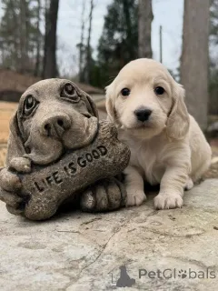 Фото №2 к объявлению №163975 о продаже таксу - купить в Польше заводчик