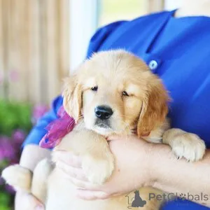 Фото №1. золотистый ретривер - купить в Аахен за 32468₽. Объявление №151354