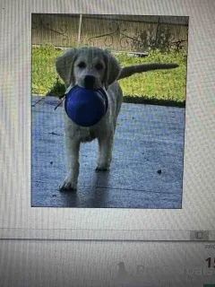 Фото №3. Golden Sanitacteamday.  Сербия