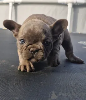 Дополнительные фото: Щенки французского бульдога