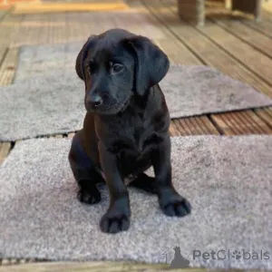 Дополнительные фото: Щенки лабрадора-ретривера.