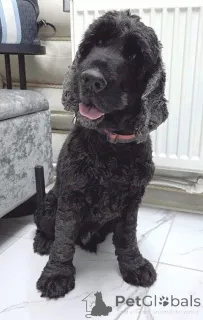 Фото №1. английский кокер-спаниель - купить в Москве реке за Бесплатно. Объявление №160705