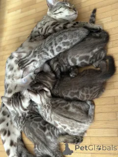 Фото №4. Продам  в Карлсруэ заводчик - цена договорная