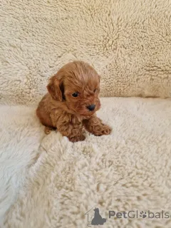 Фото №2 к объявлению №155650 о продаже беспородную - купить в США частное объявление