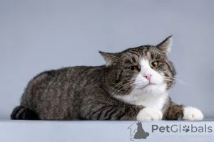 Фото №4. Продам  в Химках частное объявление - цена Бесплатно