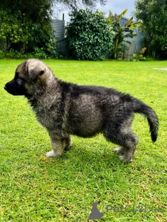 Дополнительные фото: Schäferhund-Welpen zu verkaufen