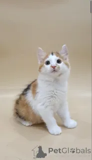 Дополнительные фото: Котята Курильского бобтейла