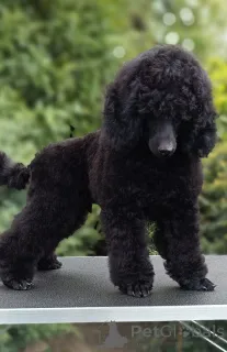 Фото №2 к объявлению №167827 о продаже  - купить в Венгрии из питомника, заводчик