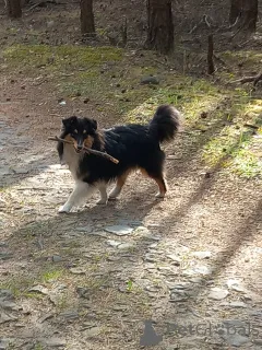 Фото №1. шелти - купить в Skalice u České Lípy за договорная. Объявление №142647