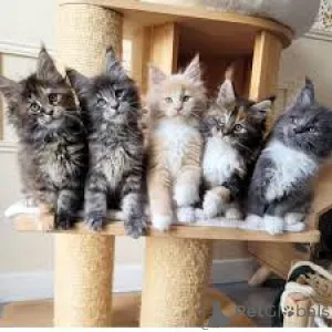 Фото №1. мейн-кун - купить в Берне за 64937₽. Объявление №163132