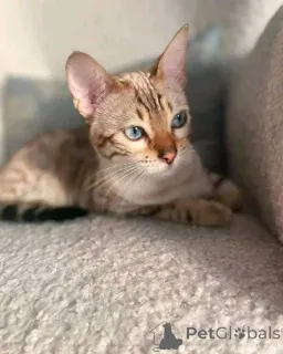 Фото №3. Очаровательная женская бенгальская котенок. США