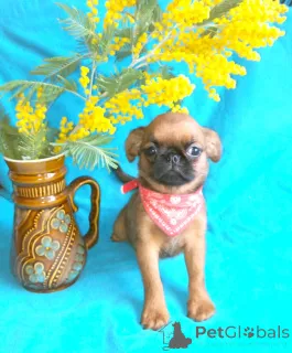 Фото №1. пти-брабансон - купить в Москве реке за 60000₽. Объявление №165636