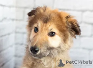 Дополнительные фото: Нежный мальчик Балу ищет свою семью!