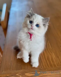 Фото №1. рэгдолл - купить в Даларё за договорная. Объявление №156524