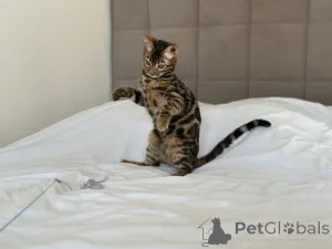 Дополнительные фото: Шикарный Бенгальский мальчик в разведение