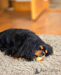 Фото №2 к объявлению №155579 о продаже кавалер-кинг-чарльз-спаниеля - купить в Финляндии частное объявление