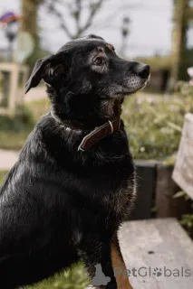 Дополнительные фото: Нежная Алсу в поисках дома!