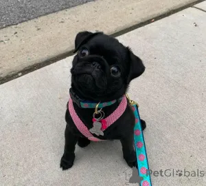 Дополнительные фото: Мопс щенки готовы к возвращению домой