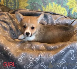 Дополнительные фото: Щенки Corgi Pure Breed