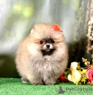 Дополнительные фото: Pomeranian lulu Extra Mini