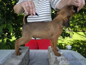 Фото №4. Продажа пти-брабансона в Могилёве заводчик - цена 46384₽