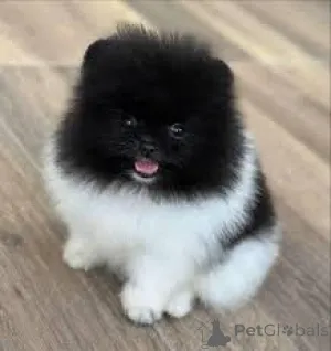 Фото №2 к объявлению №167714 о продаже померанского шпица - купить в Польше частное объявление, заводчик