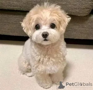 Фото №3. Süße австралийский пастух Welpen ab sofort verfügbar.  Бельгия