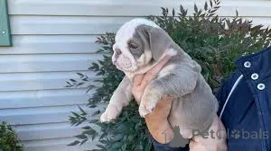 Фото №2 к объявлению №160895 о продаже английского бульдога - купить в Бельгии частное объявление, заводчик
