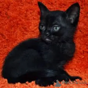 Фото №3. Бомбей-Кацен-цу-Веркауфен. Финляндия