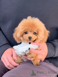 Фото №2 к объявлению №163988 о продаже пуделя (той) - купить в Германии заводчик