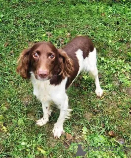 Фото №2 к объявлению №164185 о продаже беспородную - купить в России частное объявление