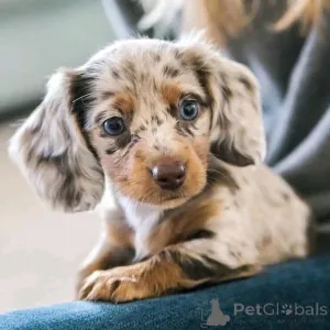 Фото №3. Щенки миниатюрной таксы.  Финляндия