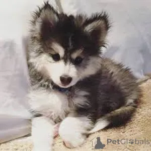 Дополнительные фото: Голубые глаза Pomsky Puppies