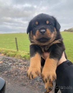 Дополнительные фото: Щенки ротвейлера 5-го поколения