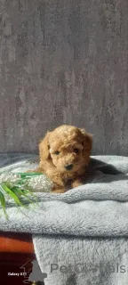 Фото №4. Продажа пуделя (той) в Мелджин частное объявление, из приюта - цена 69575₽