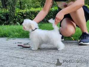 Фото №4. Продажа мальтийскую болонку в София заводчик - цена договорная