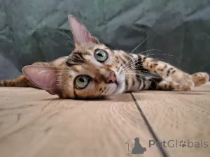 Дополнительные фото: Бенгальская самка