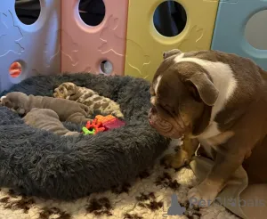 Фото №4. Продажа английского бульдога в Безансон  - цена 31454₽