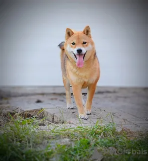 Дополнительные фото: Шиба Ину красивые щенки