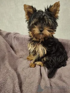 Дополнительные фото: Чистокровные щенки Йоркширского Терьера.