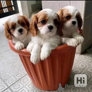 Фото №1. кавалер-кинг-чарльз-спаниель - купить в Эелс за договорная. Объявление №148393