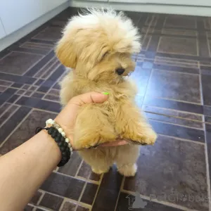 Фото №2 к объявлению №140765 о продаже мальтипу - купить в России заводчик