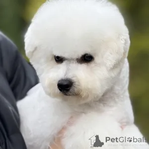 Фото №1.  - купить в Каунасе за 139151₽. Объявление №159516