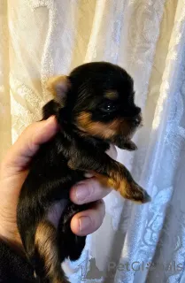 Фото №3. Усыновление Chiot Yorkshire Terrier Mâle et Femelle.  Бельгия