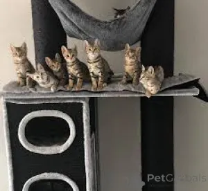 Фото №1. саванна - купить в Тампере за 64937₽. Объявление №161524