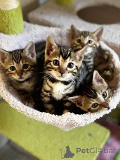 Фото №1. бенгальская - купить в Ганновер за 23192₽. Объявление №156673